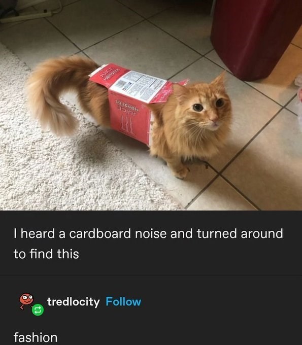 JUICE I heard a cardboard noise and turned around to find this tredlocity Follow fashion