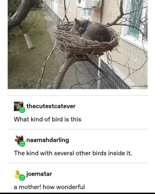 thecutestcatever What kind of bird is this naamahdarling The kind with several other birds inside it. joematar a mother! how wonderful