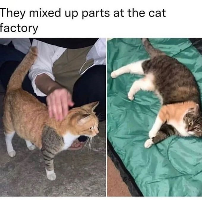They mixed up parts at the cat factory