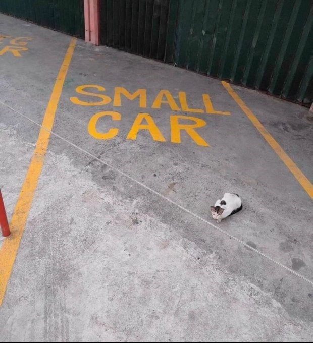 尖 SMALL CAR
