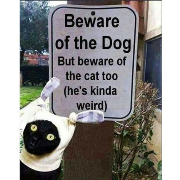 Beware of the Dog But beware of the cat too (he's kinda weird)
