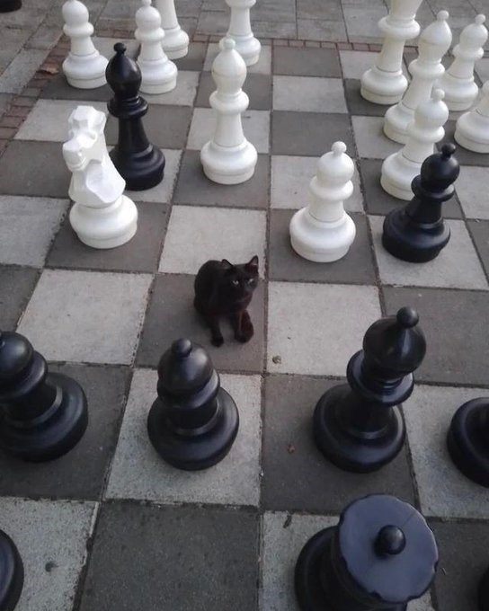 Cheezburger Image 10619828224