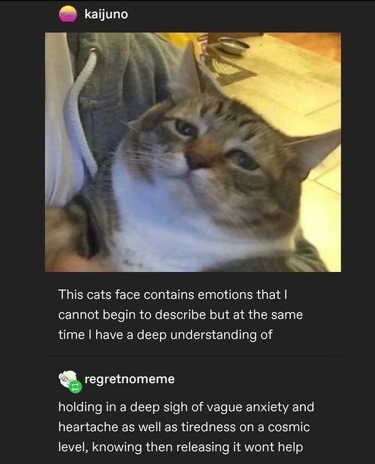 kaijuno This cats face contains emotions that I cannot begin to describe but at the same time I have a deep understanding of regretnomeme holding in a deep sigh of vague anxiety and heartache as well as tiredness on a cosmic level, knowing then releasing it wont help