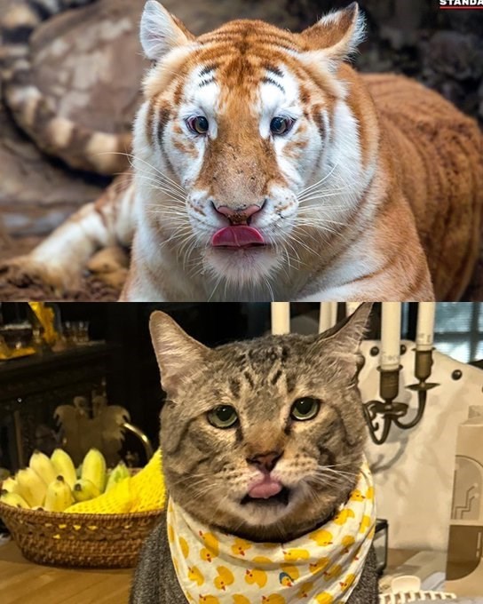 Cheezburger Image 10619829504