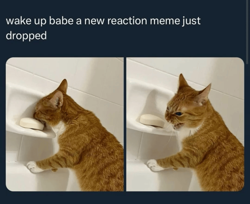 wake up babe a new reaction meme just dropped