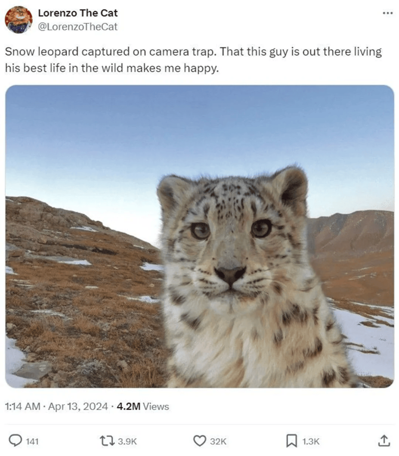 Lorenzo The Cat @LorenzoTheCat Snow leopard captured on camera trap. That this guy is out there living his best life in the wild makes me happy. 1:14 AM Apr 13, 2024 4.2M Views 141 13.9K 32K 1.3K