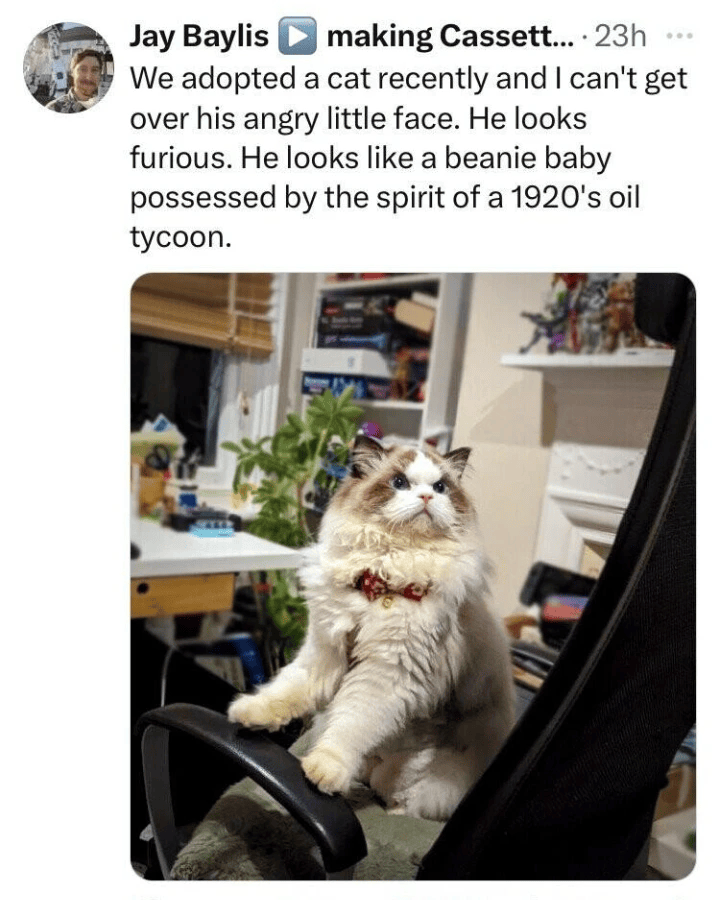 Jay Baylis making Cassett.... 23h We adopted a cat recently and I can't get over his angry little face. He looks furious. He looks like a beanie baby possessed by the spirit of a 1920's oil tycoon.