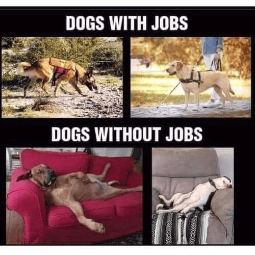 DOGS WITH JOBS DOGS WITHOUT JOBS