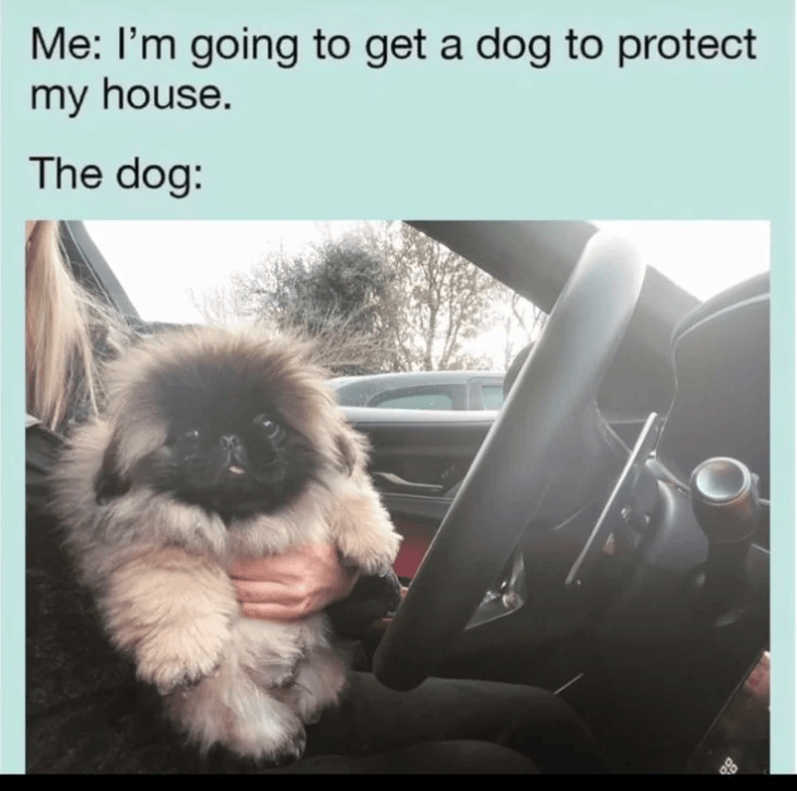 Me: I'm going to get a dog to protect my house. The dog: O