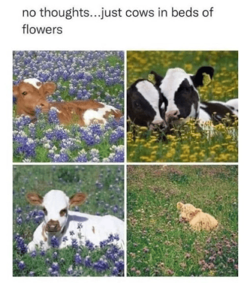 no thoughts...just cows in beds of flowers