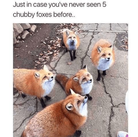 Just in case you've never seen 5 chubby foxes before..