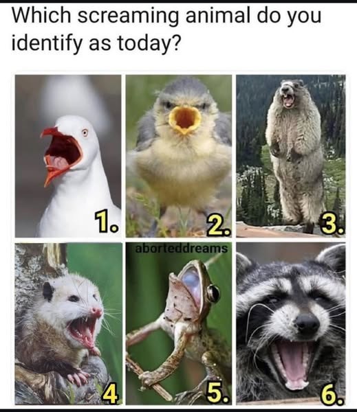 Which screaming animal do you identify as today? 1. 2 aborteddreams 3. 4 5. 6.