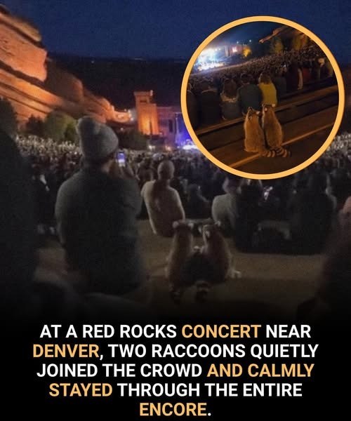 AT A RED ROCKS CONCERT NEAR DENVER, TWO RACCOONS QUIETLY JOINED THE CROWD AND CALMLY STAYED THROUGH THE ENTIRE ENCORE.