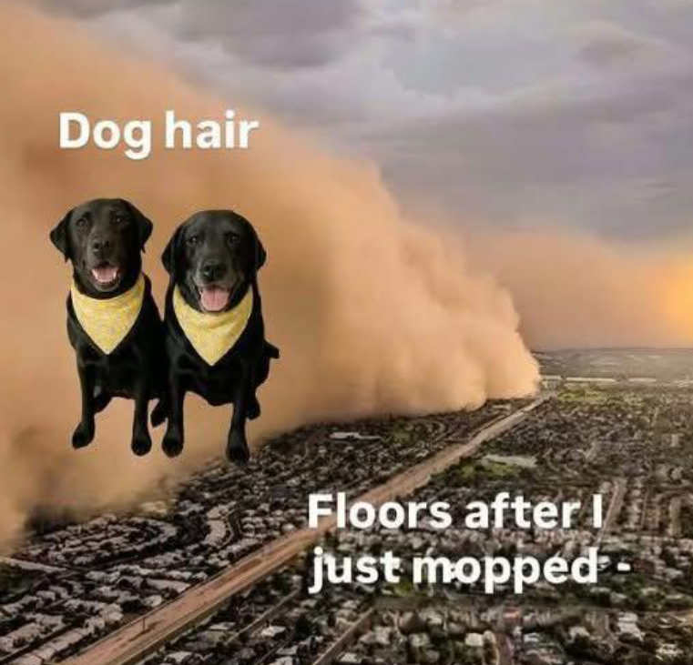 Dog hair Floors after I just mopped-