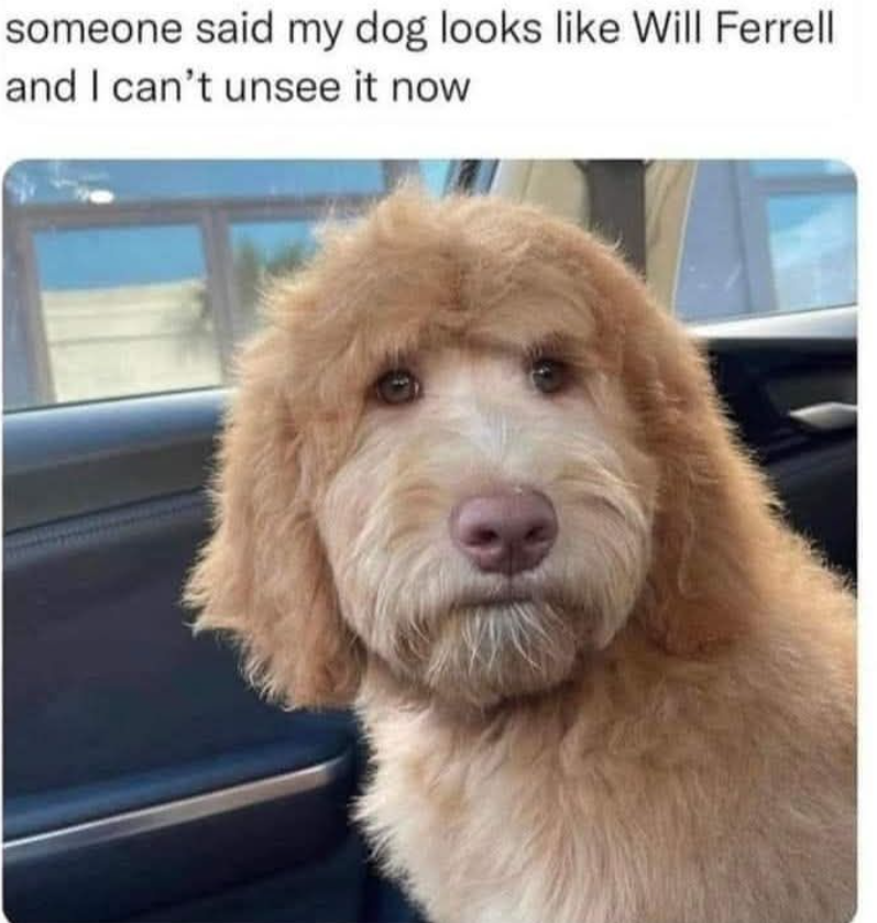 someone said my dog looks like Will Ferrell and I can't unsee it now