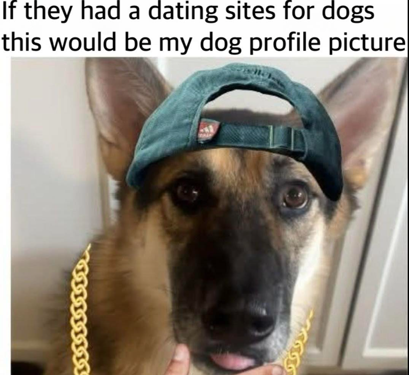 If they had a dating sites for dogs this would be my dog profile picture