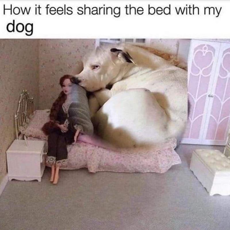 How it feels sharing the bed with my dog