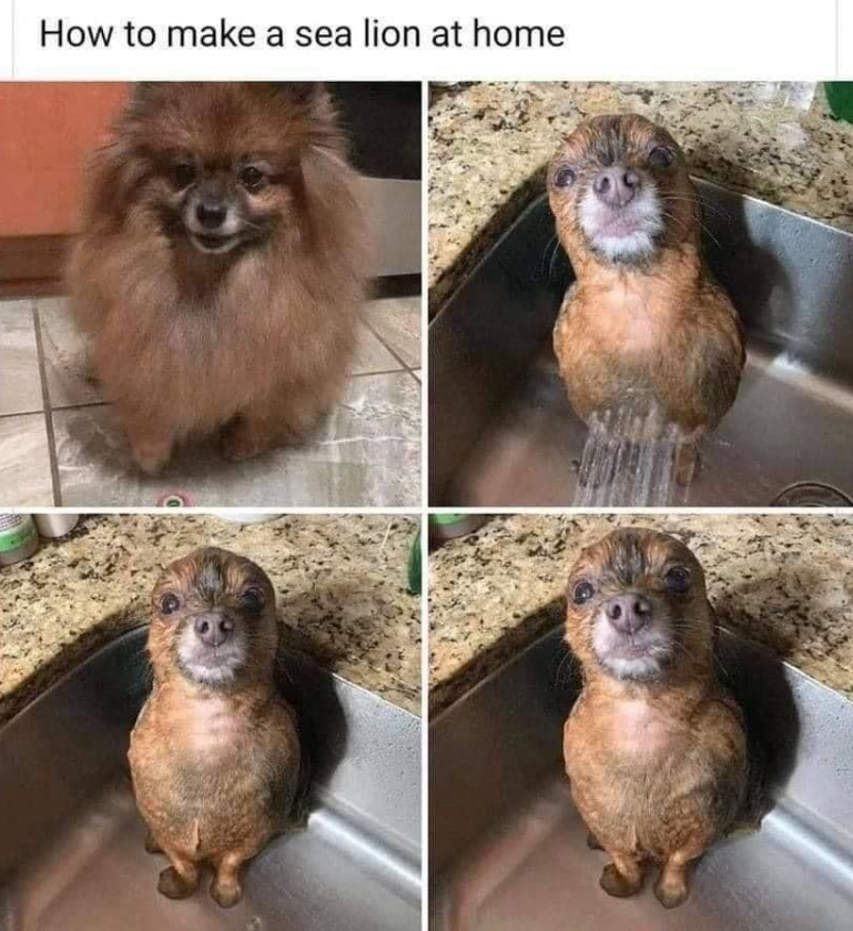 How to make a sea lion at home