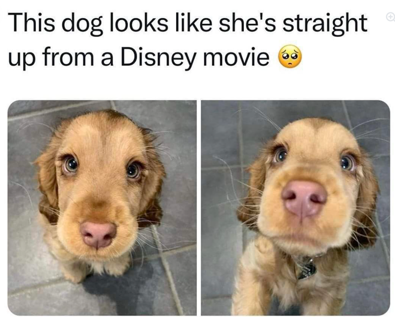 This dog looks like she's straight up from a Disney movie