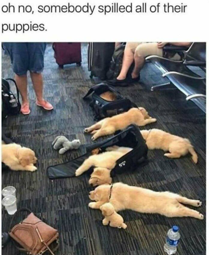 oh no, somebody spilled all of their puppies.