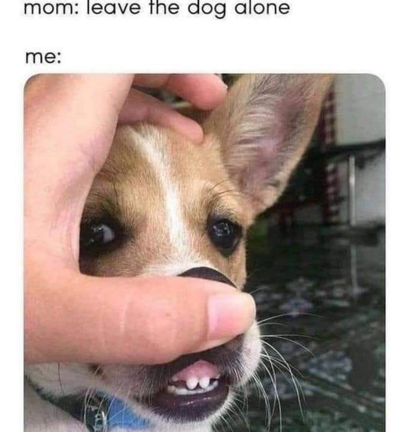 mom: leave the dog alone me: