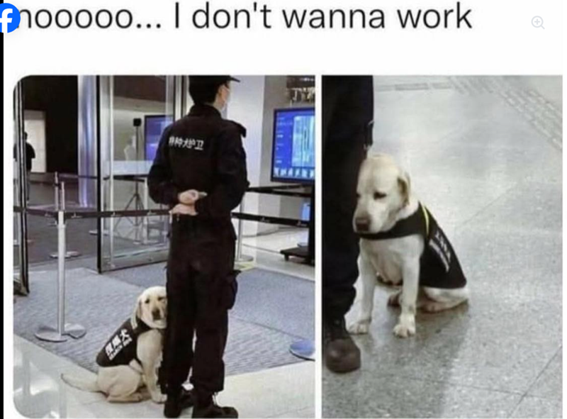 hooooo... I don't wanna work 919-73937