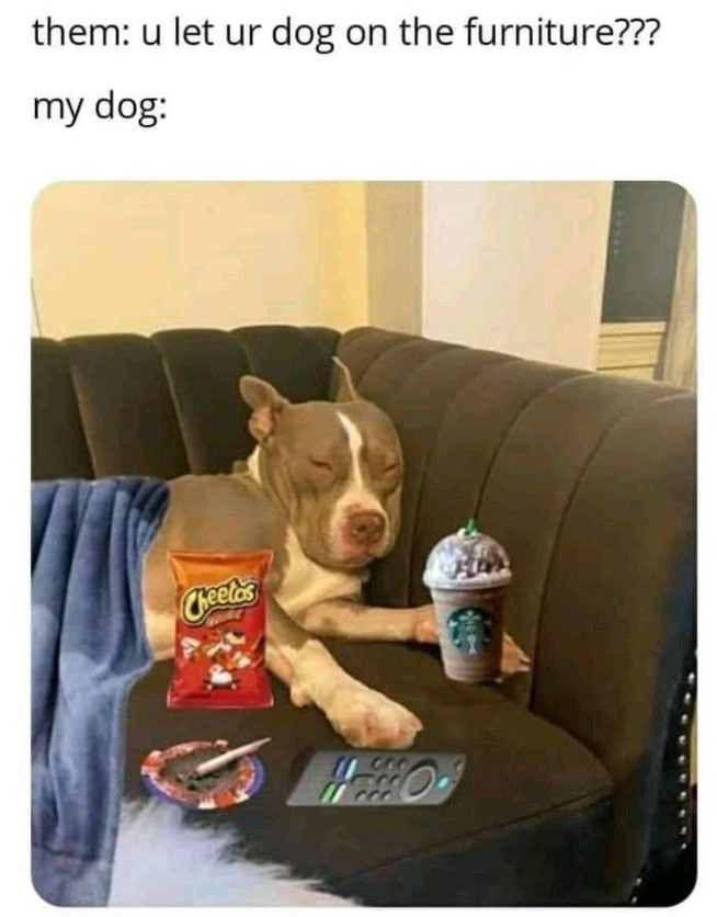 them: u let ur dog on the furniture??? my dog: Cheetos C00
