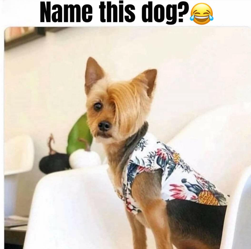 Name this dog?