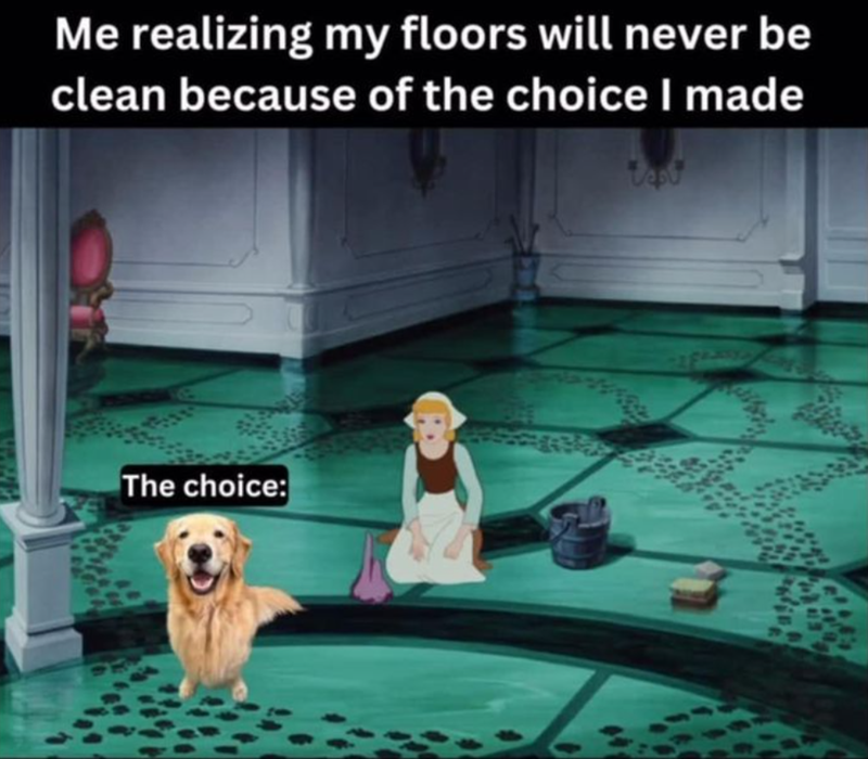 Me realizing my floors will never be clean because of the choice I made Uepu The choice:
