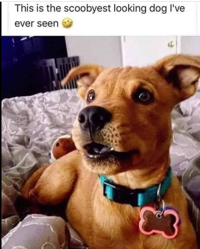 This is the scoobyest looking dog I've ever seen
