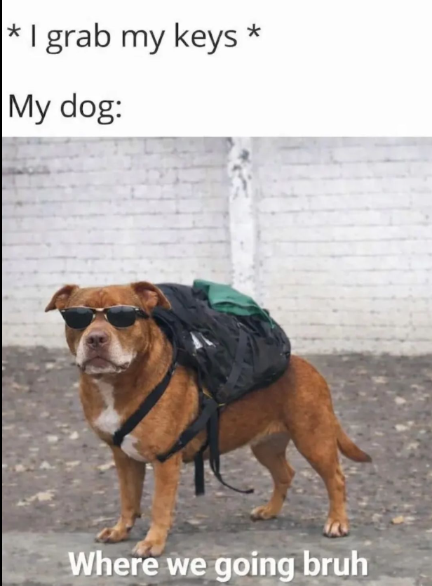 *I grab my keys * My dog: Where we going bruh