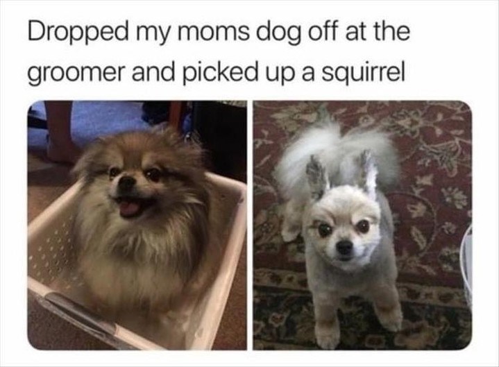 Dropped my moms dog off at the groomer and picked up a squirrel