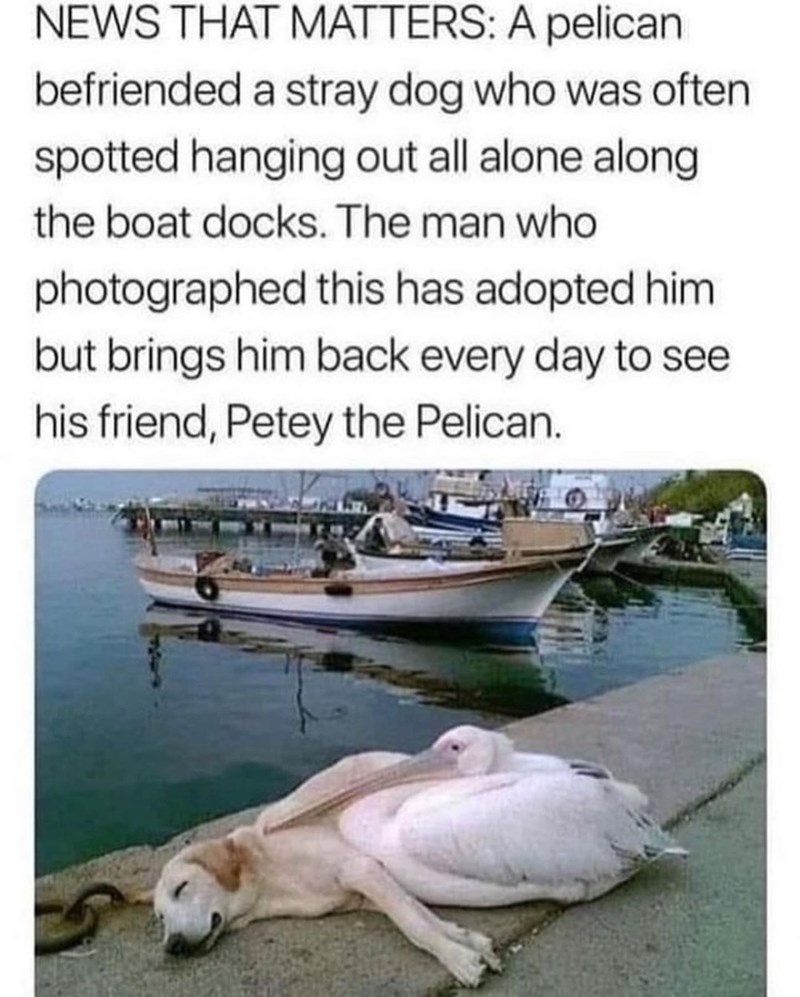 NEWS THAT MATTERS: A pelican befriended a stray dog who was often spotted hanging out all alone along the boat docks. The man who photographed this has adopted him but brings him back every day to see his friend, Petey the Pelican.