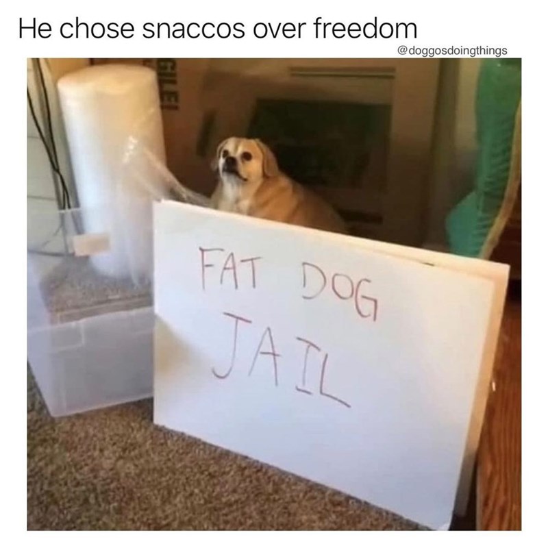 He chose snaccos over freedom GILE! @doggosdoingthings FAT DOG JAIL