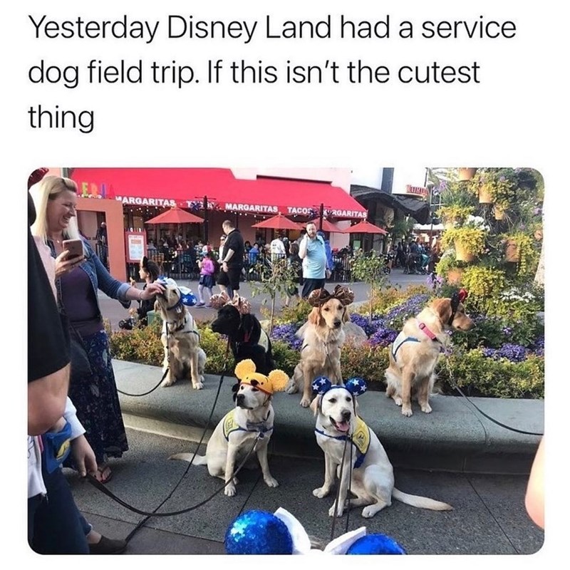 Yesterday Disney Land had a service dog field trip. If this isn't the cutest thing MARGARITAS MARGARITAS, TACOS KRGARITAS