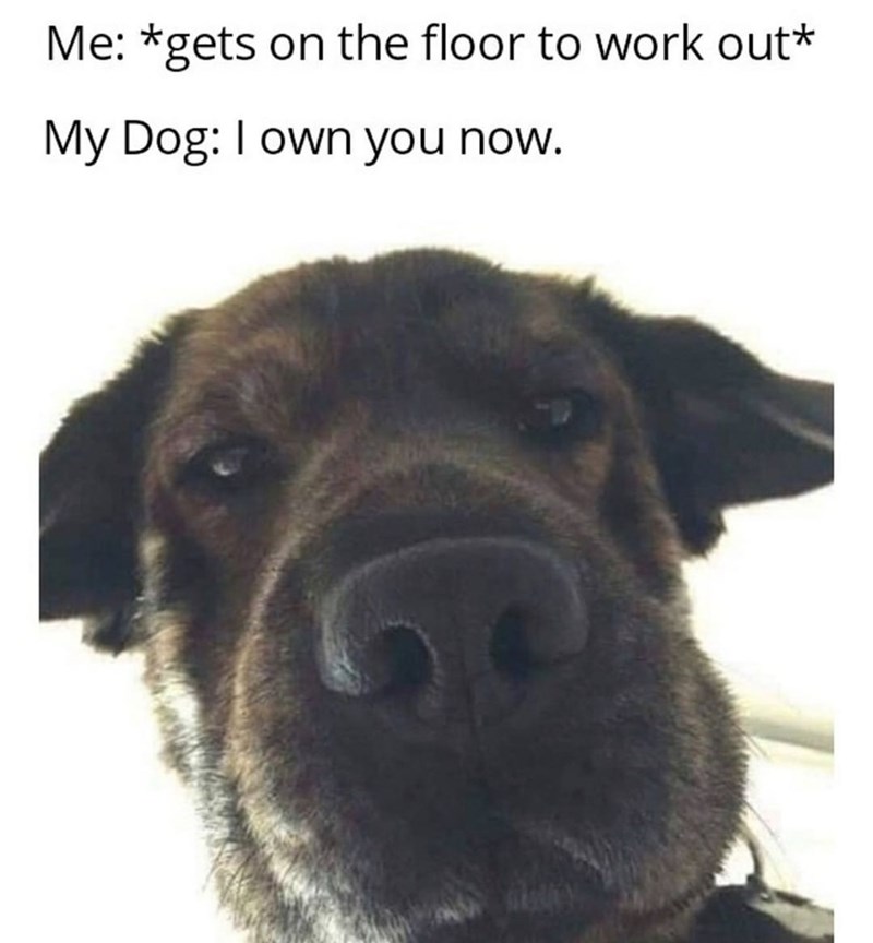 Me: *gets on the floor to work out* My Dog: I own you now. C