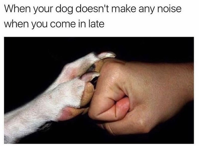 When your dog doesn't make any noise when you come in late