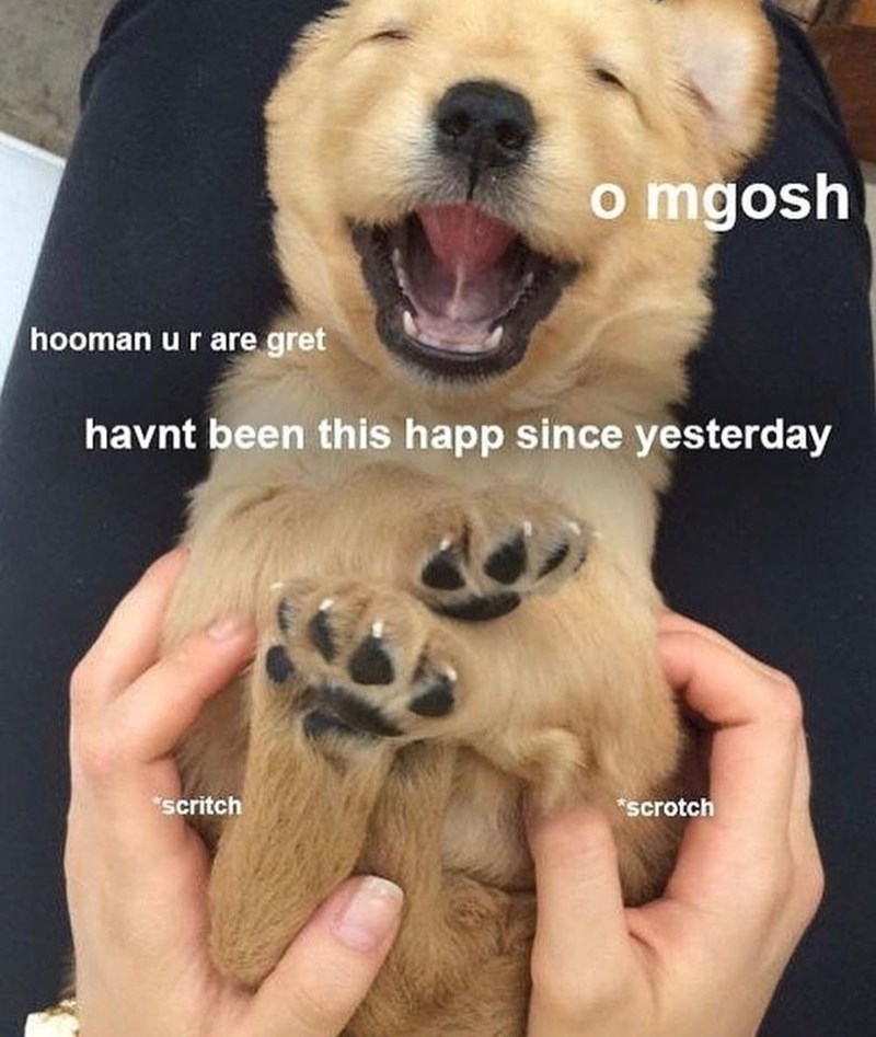 o mgosh hooman u r are gret havnt been this happ since yesterday *scritch *scrotch