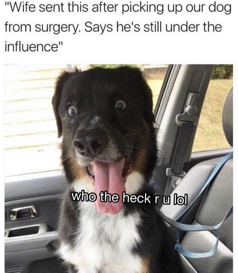"Wife sent this after picking up our dog from surgery. Says he's still under the influence" who the heck r u lol