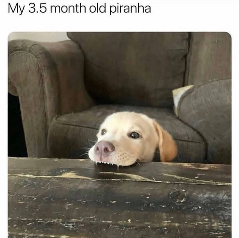 My 3.5 month old piranha