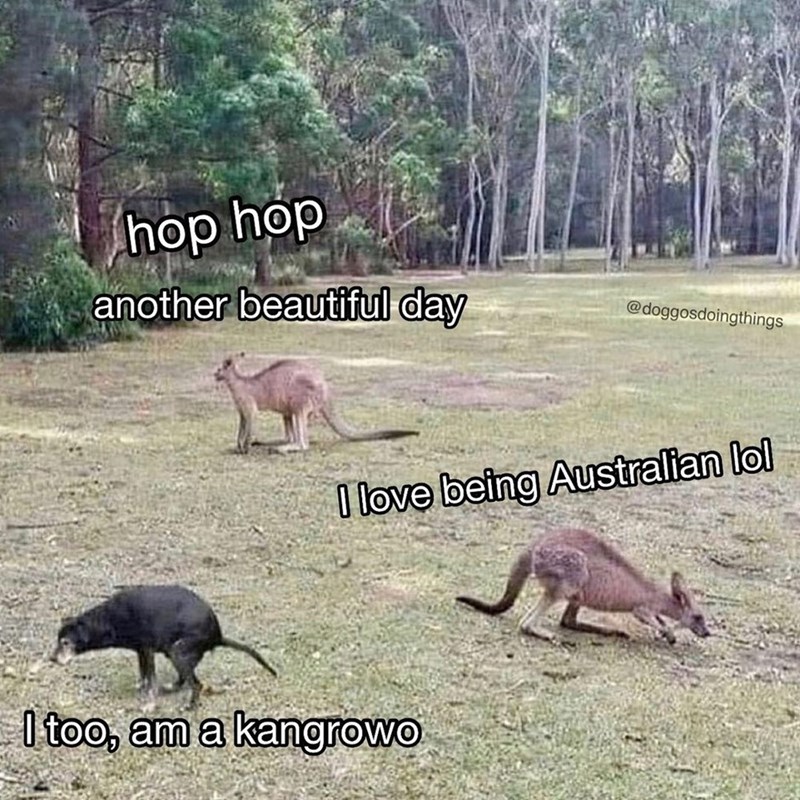 hop hop another beautiful day @doggosdoingthings I love being Australian lol I too, am a kangrowo