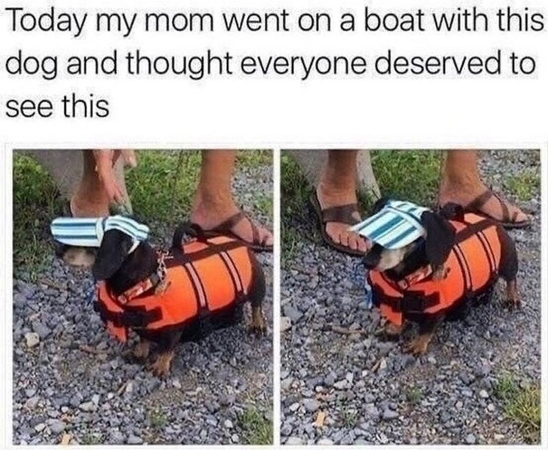 Today my mom went on a boat with this dog and thought everyone deserved to see this