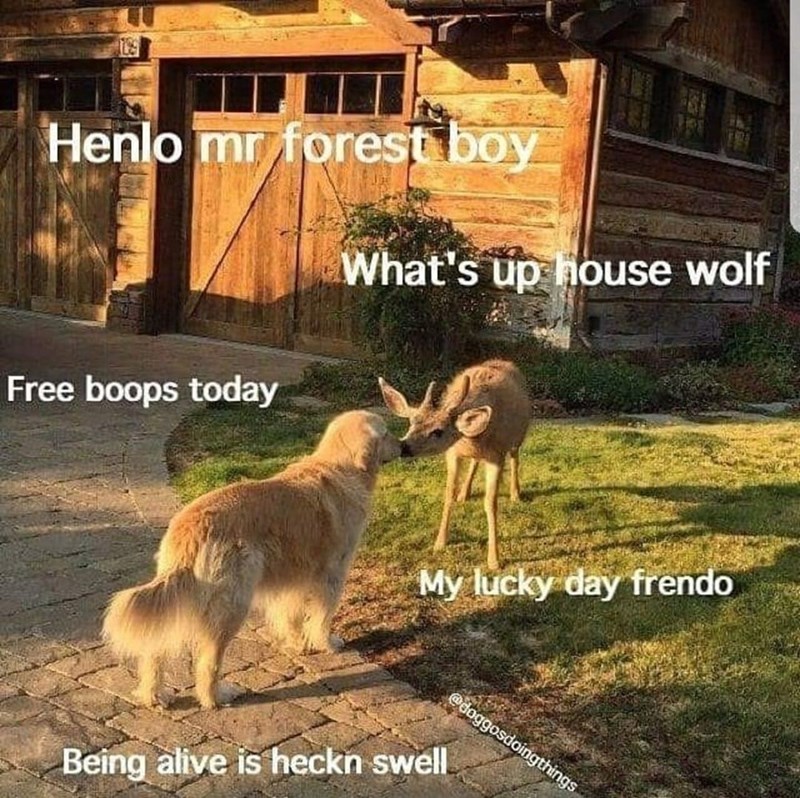 Henlo mr forest boy Free boops today What's up house wolf My lucky day frendo @doggosdoingthings Being alive is heckn swell