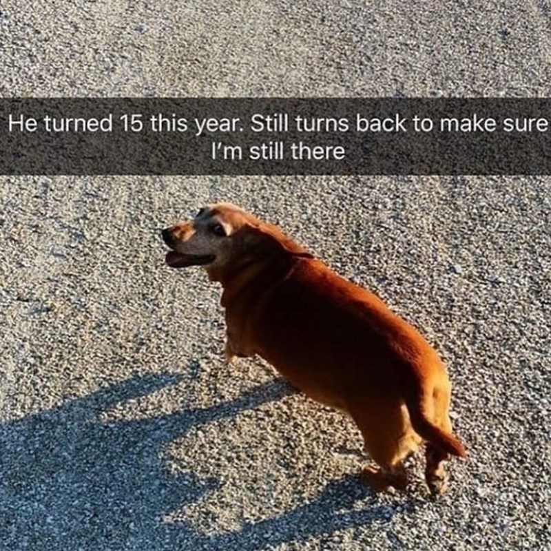 He turned 15 this year. Still turns back to make sure I'm still there