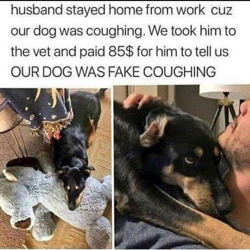 husband stayed home from work cuz our dog was coughing. We took him to the vet and paid 85$ for him to tell us OUR DOG WAS FAKE COUGHING