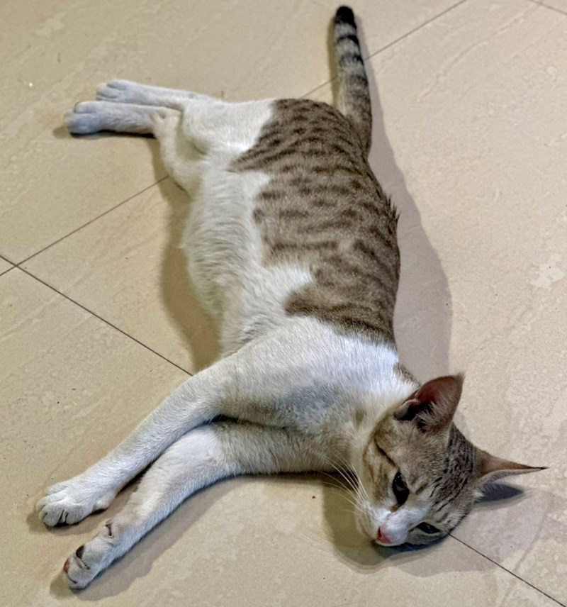 Cheezburger Image 10619855872