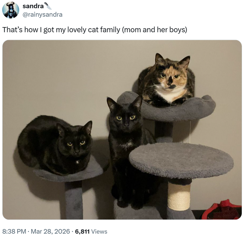 sandra @rainysandra That's how I got my lovely cat family (mom and her boys) 8:38 PM · Mar 28, 2026 - 6,811 Views