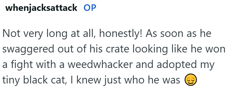 whenjacksattack OP Not very long at all, honestly! As soon as he swaggered out of his crate looking like he won a fight with a weedwhacker and adopted my tiny black cat, I knew just who he was