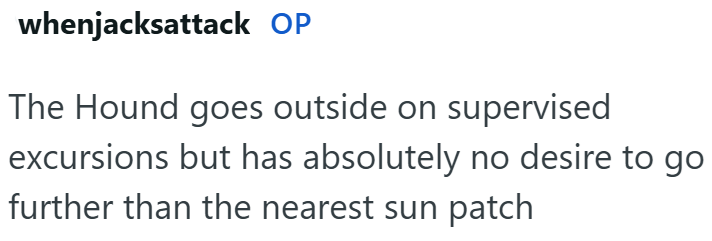 whenjacksattack OP The Hound goes outside on supervised excursions but has absolutely no desire to go further than the nearest sun patch