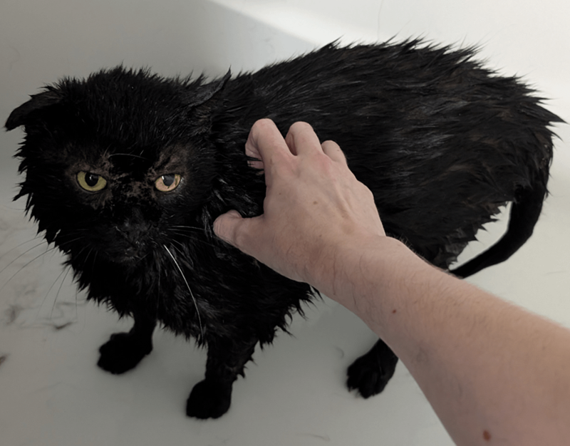 Cheezburger Image 10619860992